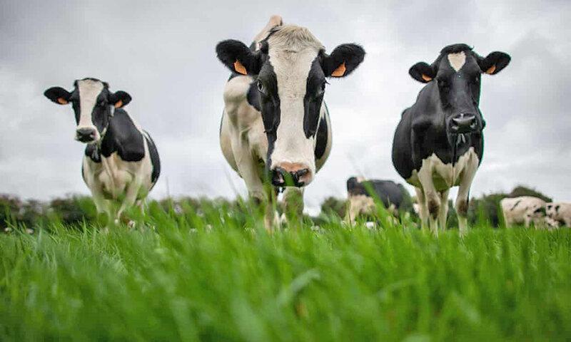 خاتمه یک دعوای 10 ساله ، جریمه 8000 یورویی برای بوی بد گاو