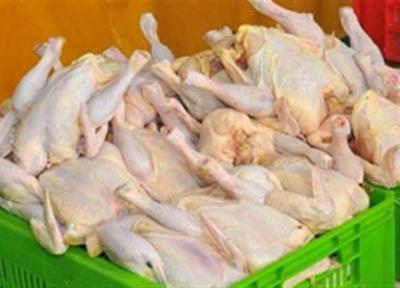 امکان فراوری 2 برابری گوشت مرغ با احیای مرغ آرین