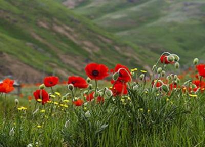 400 گونه نادر از گل های وحشی جهان در ایران، خواص گل های وحشی را بشناسید