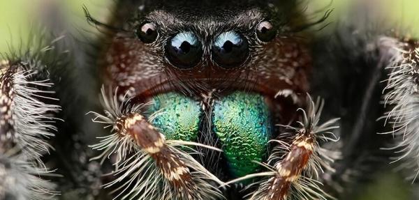گرسنگی این بلا را سر عنکبوت ها می آورد! ، چگونه مطالعه روی عنکبوت برای ما مفید است؟