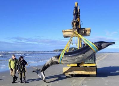 آنالیز ها شروع شد؛ برای اولین بار دست دانشمندان به مرموزترین نهنگ کره زمین رسید!