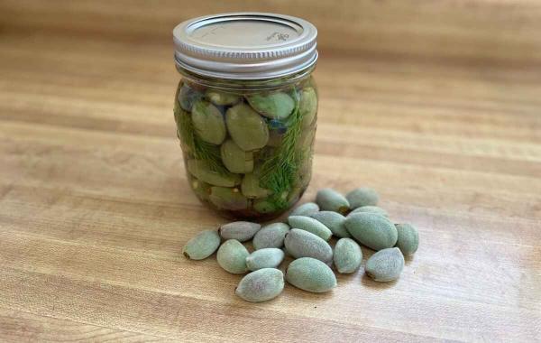 طرز تهیه ترشی چغاله بادام خانگی به روش سنتی طرز تهیه ترشی چغاله بادام خانگی به روش سنتی