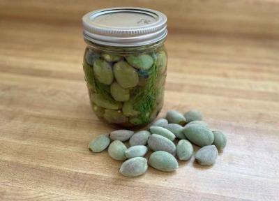 طرز تهیه ترشی چغاله بادام خانگی به روش سنتی